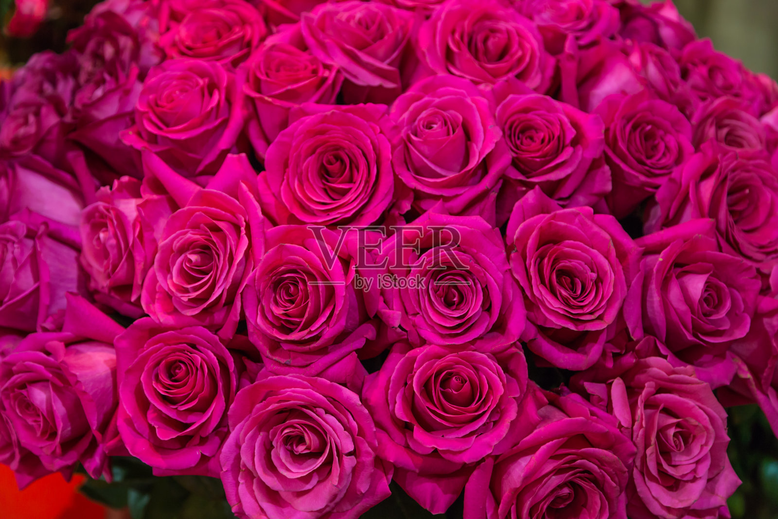 特写玫瑰纹理自然背景在粉红色色调照片摄影图片