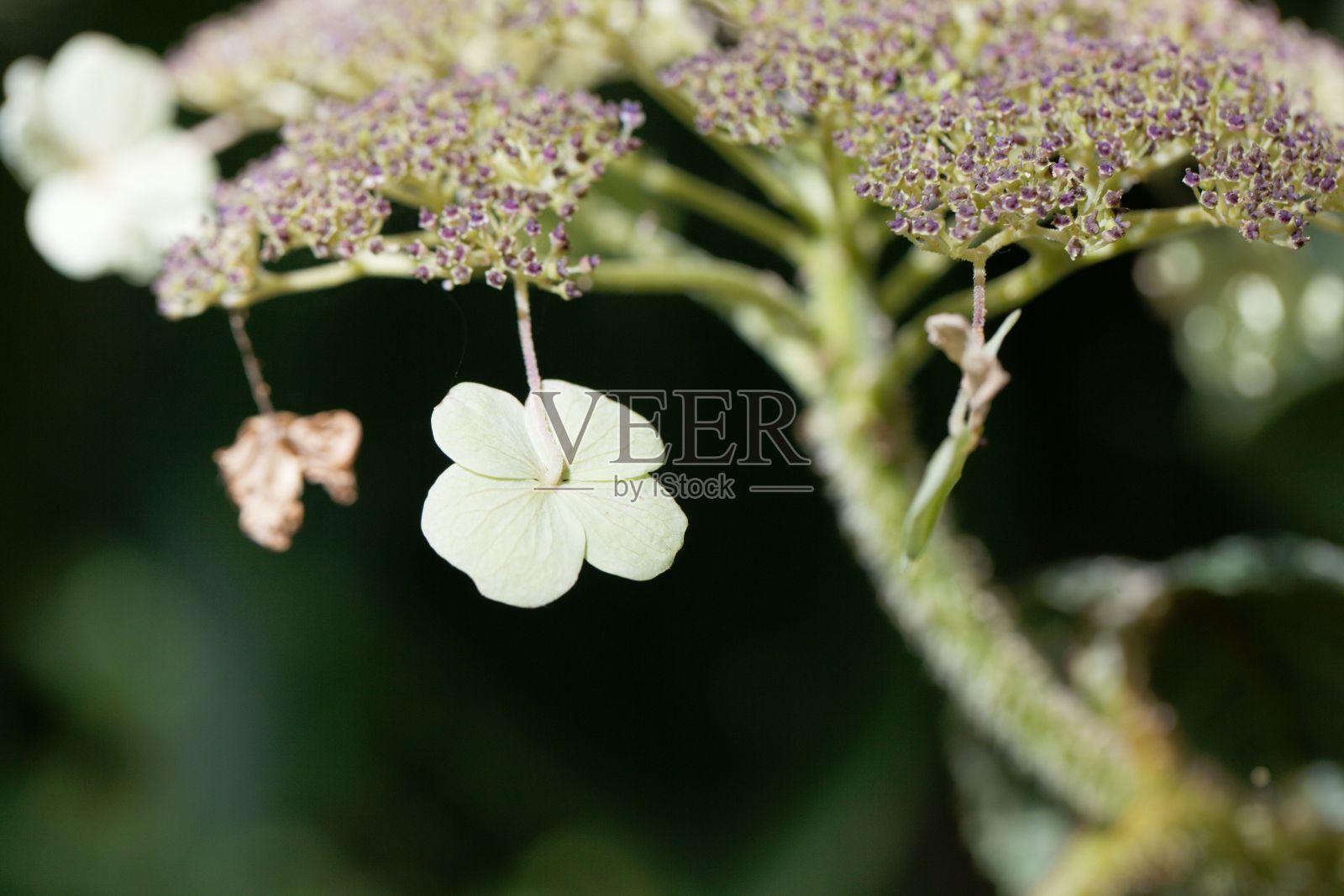 花细节的hortensia种绣球花照片摄影图片