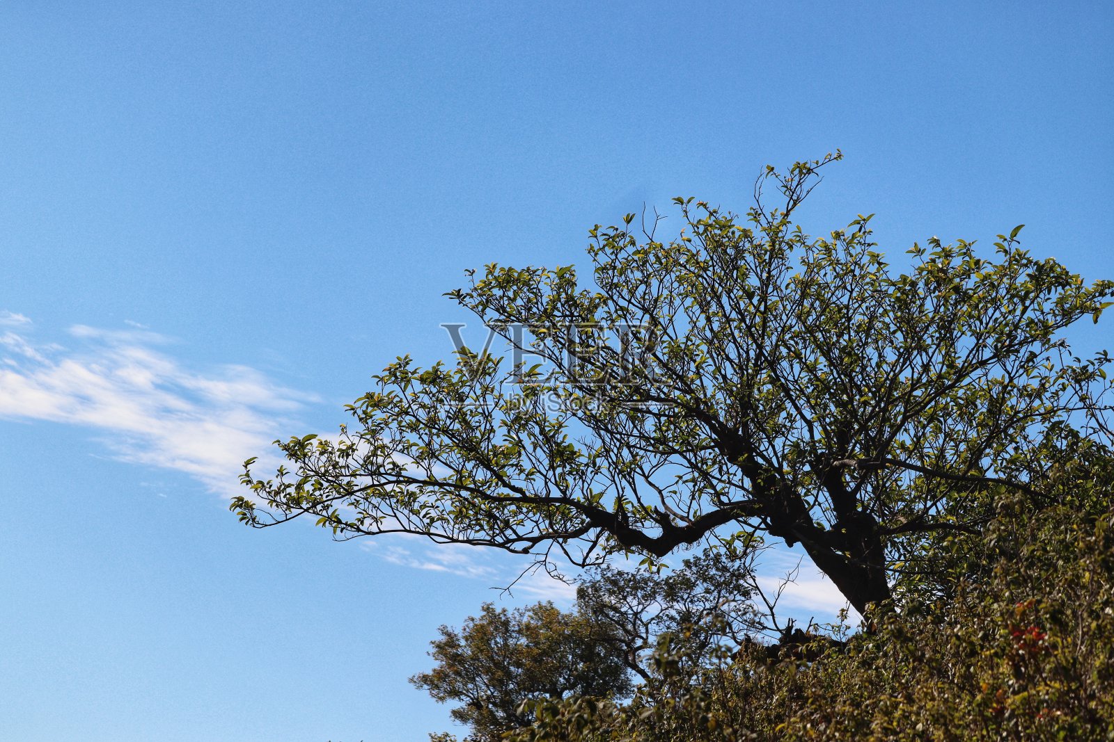 树在天空映衬下的照片照片摄影图片