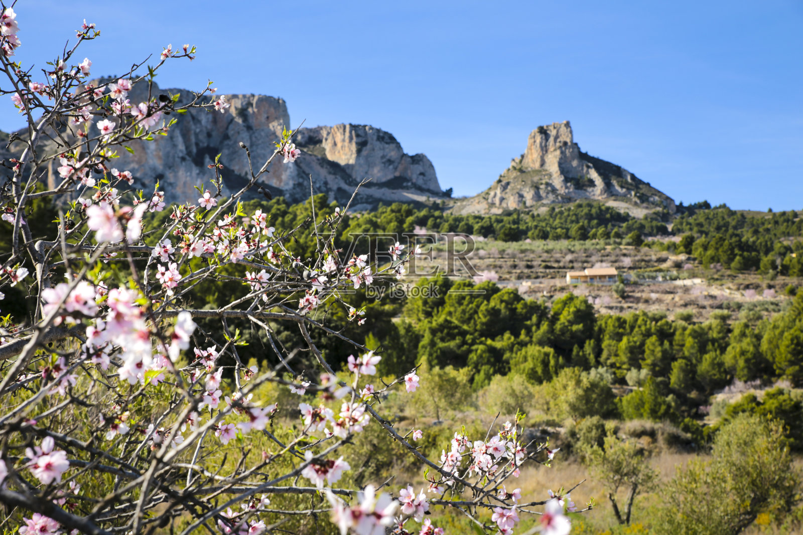 艾塔那山的风景与杏树开花照片摄影图片