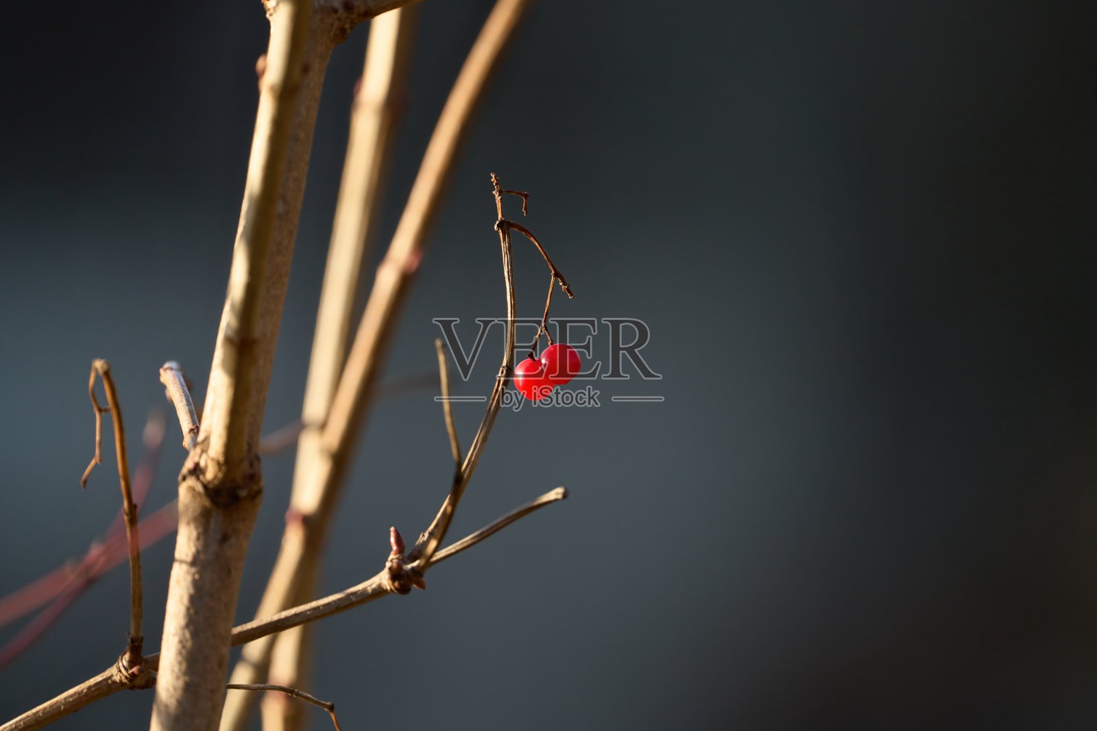 冬天在光秃秃的树枝上生长的红色小浆果照片摄影图片