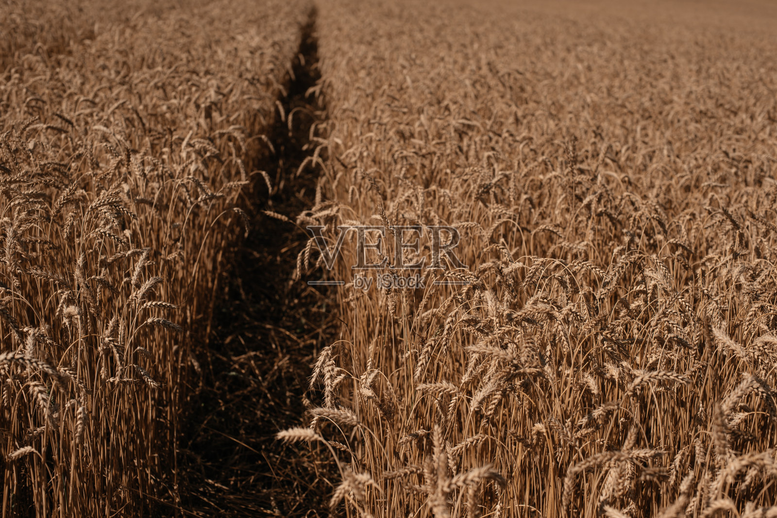 麦田。照片摄影图片