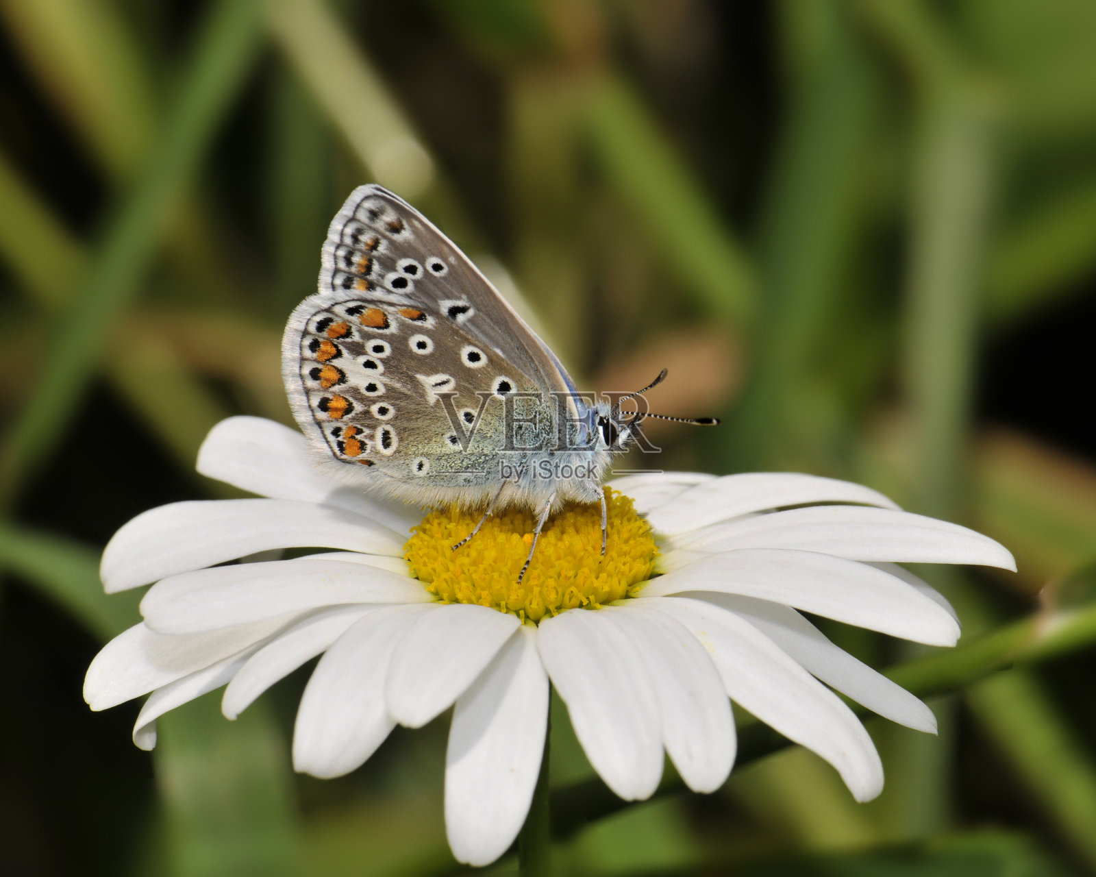 小蓝，雏菊上的小丘比特。照片摄影图片
