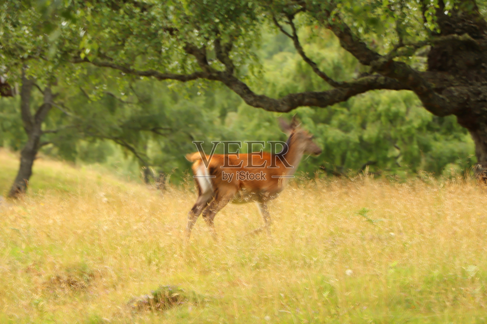 在苏格兰高地吃草的鹿照片摄影图片