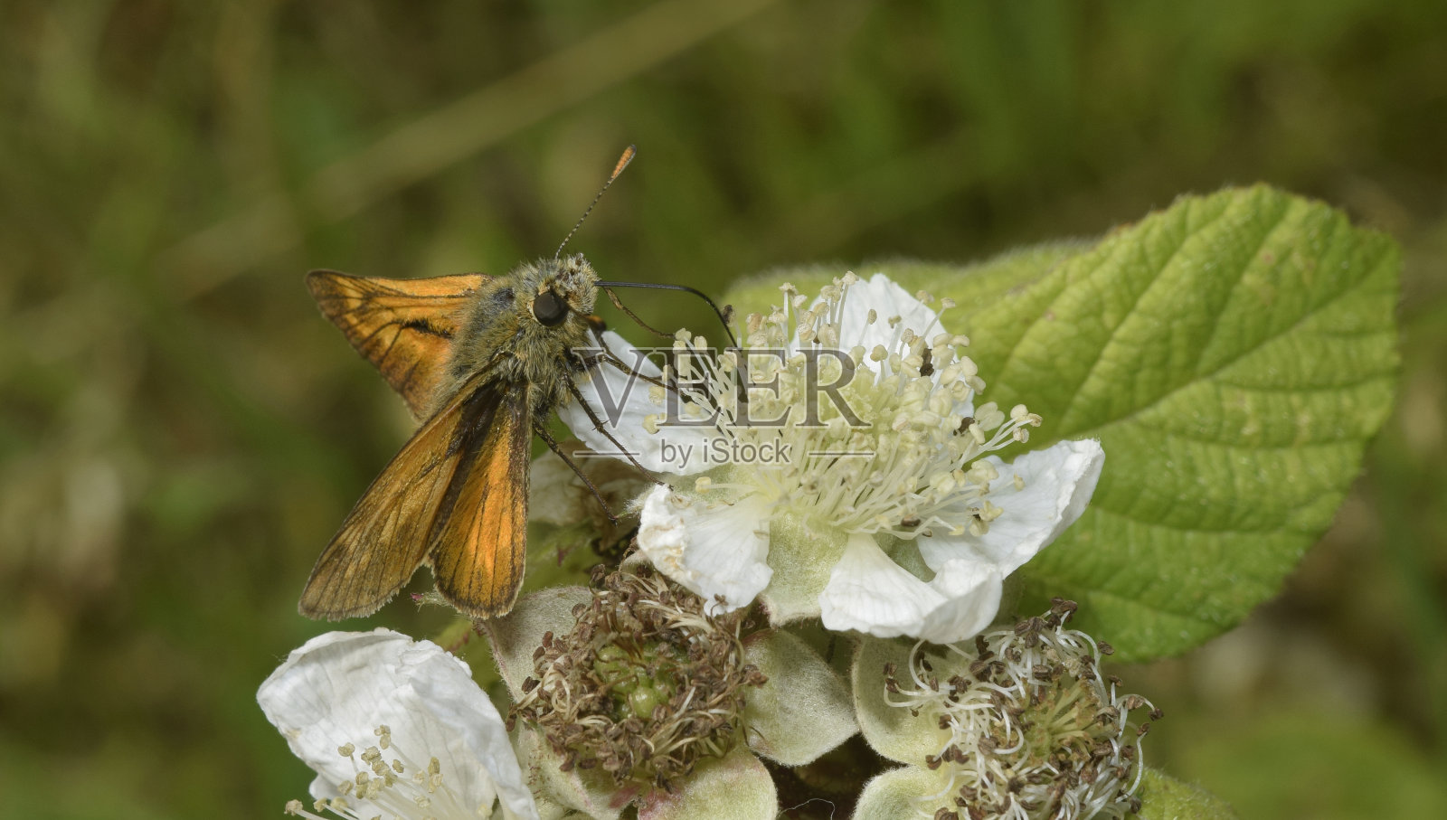小船长，麝香草。照片摄影图片