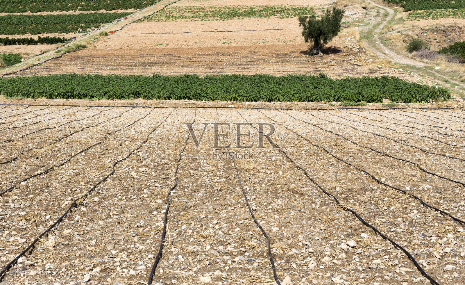 秋日的特写，田野里正在生长的绿色莴苣照片摄影图片