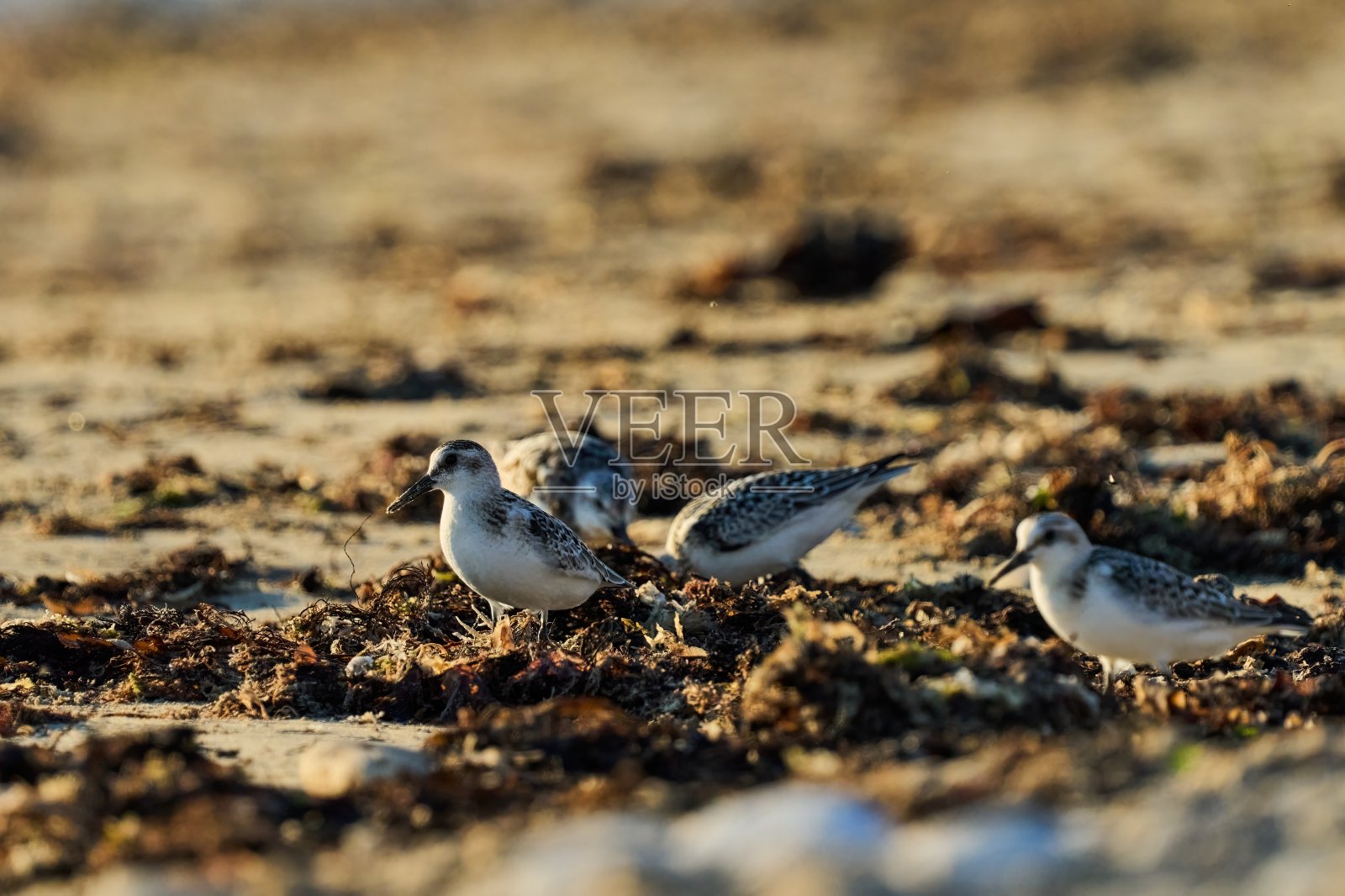 Sanderlings在Re岛海滩上的搁浅海藻中寻找食物照片摄影图片