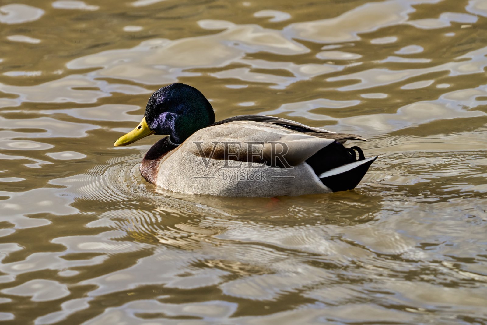 头上长着五颜六色羽毛的公鸭照片摄影图片