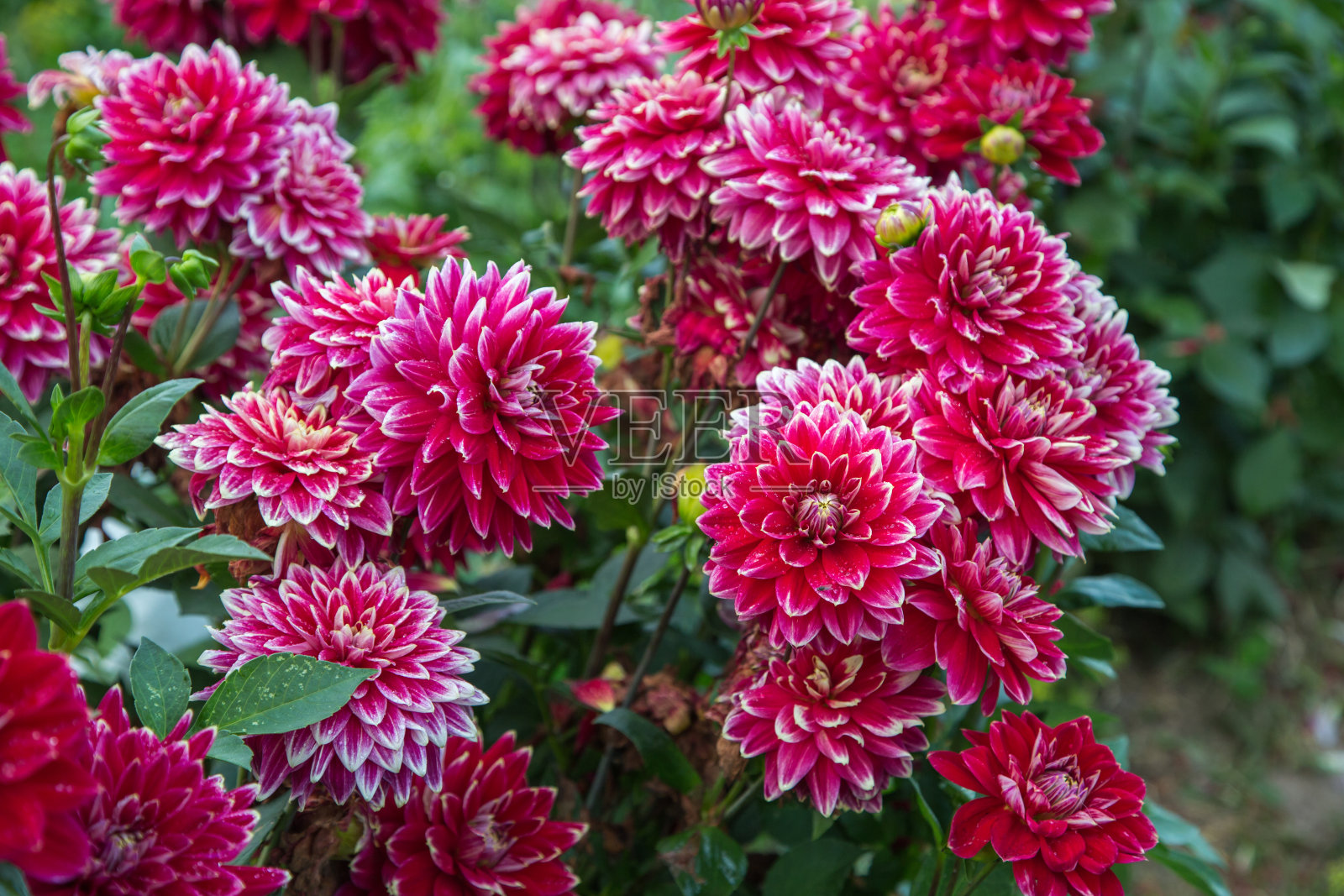 美丽的红色大丽花在花园里。大丽花照片摄影图片