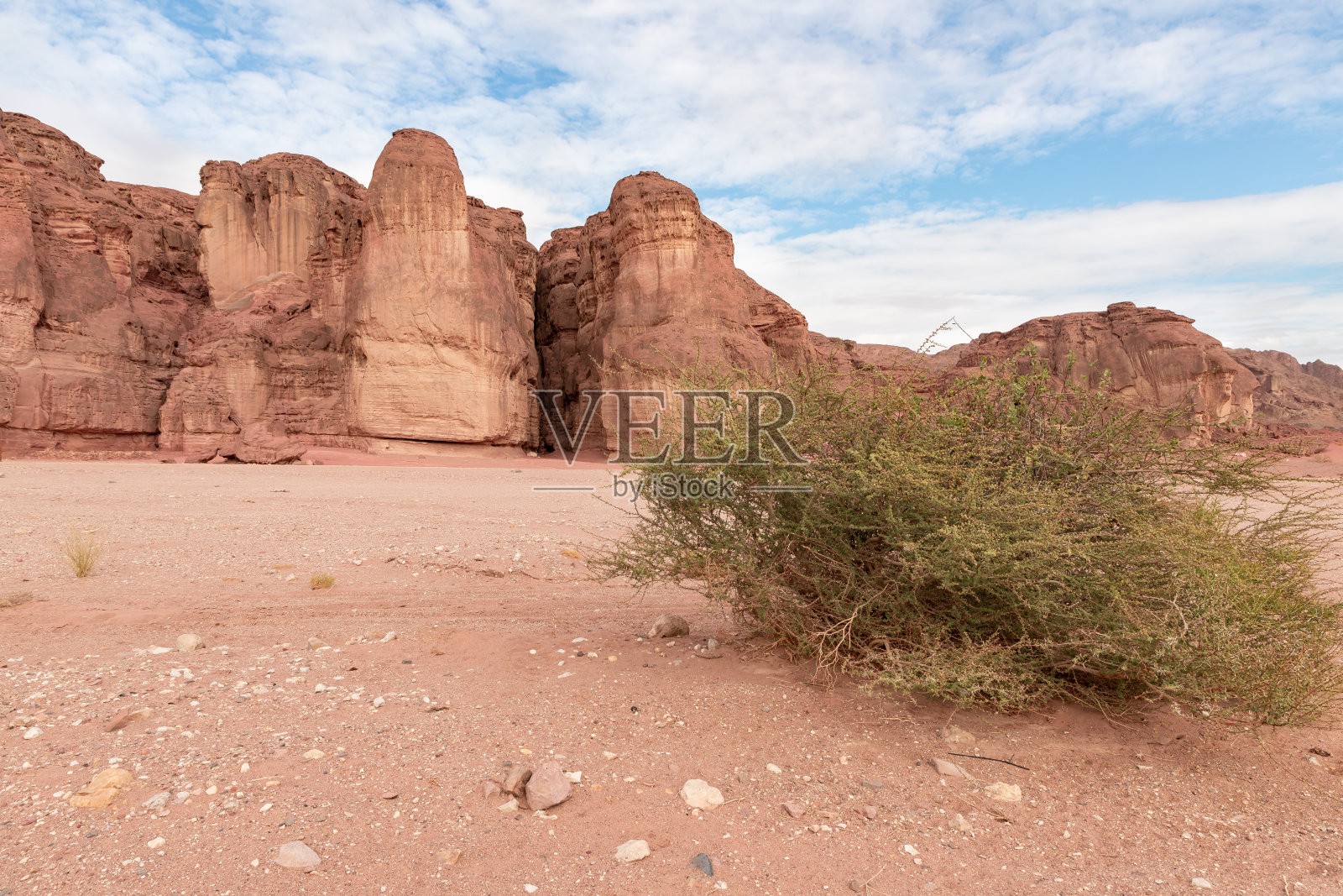 在以色列南部埃拉特附近的提姆纳国家公园的石头沙漠中，生长着一丛孤独的灌木照片摄影图片