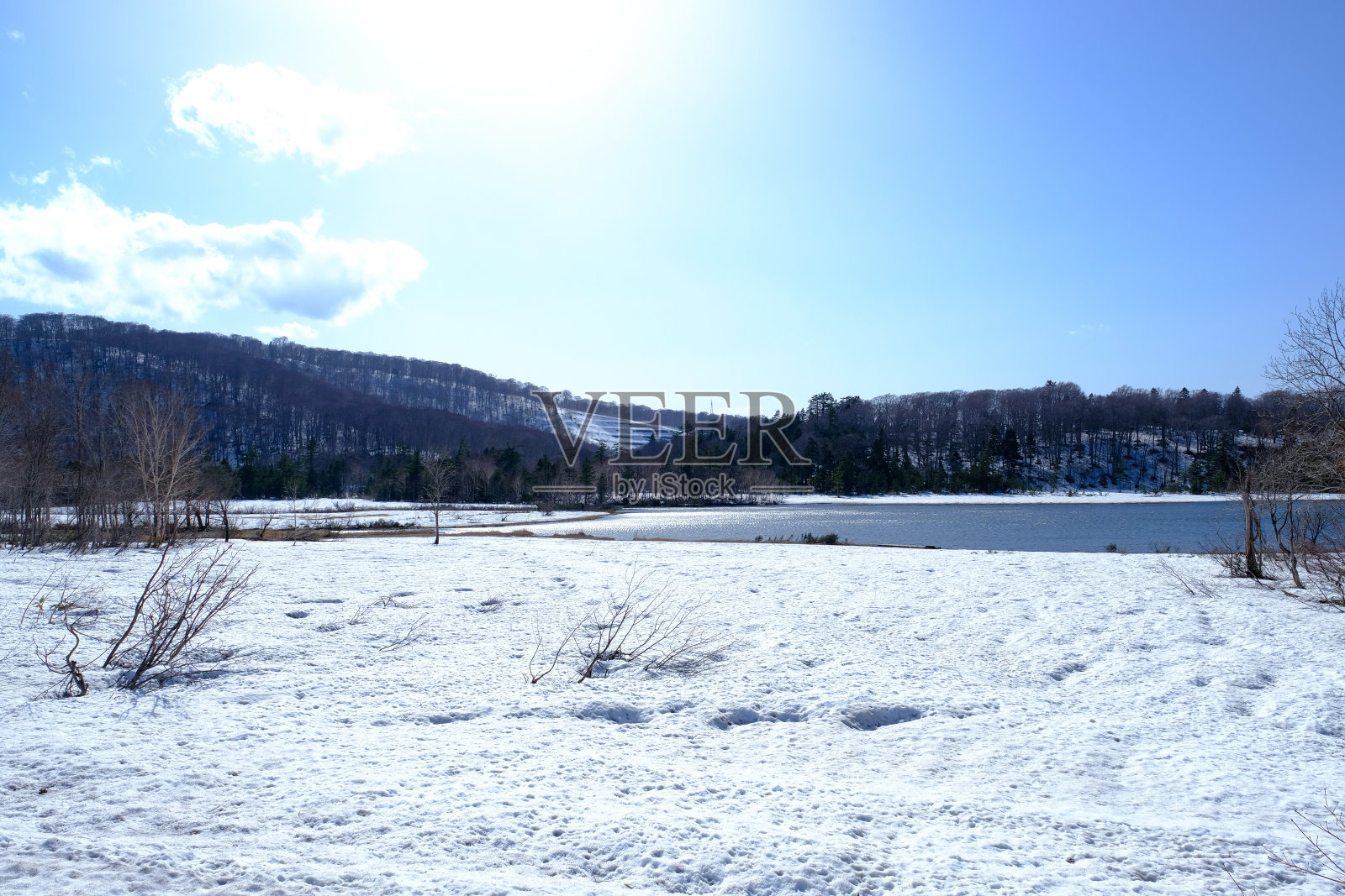 在日本东北部，积雪覆盖着山湖河畔的干枯松树，背景是晴天和蓝天照片摄影图片