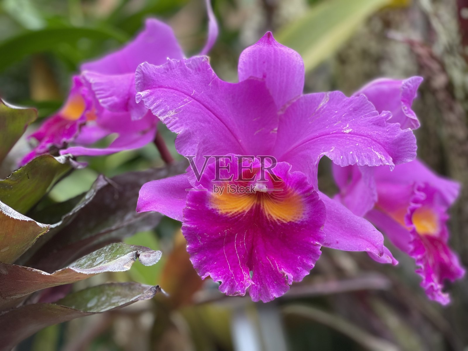 紫色的果园照片摄影图片