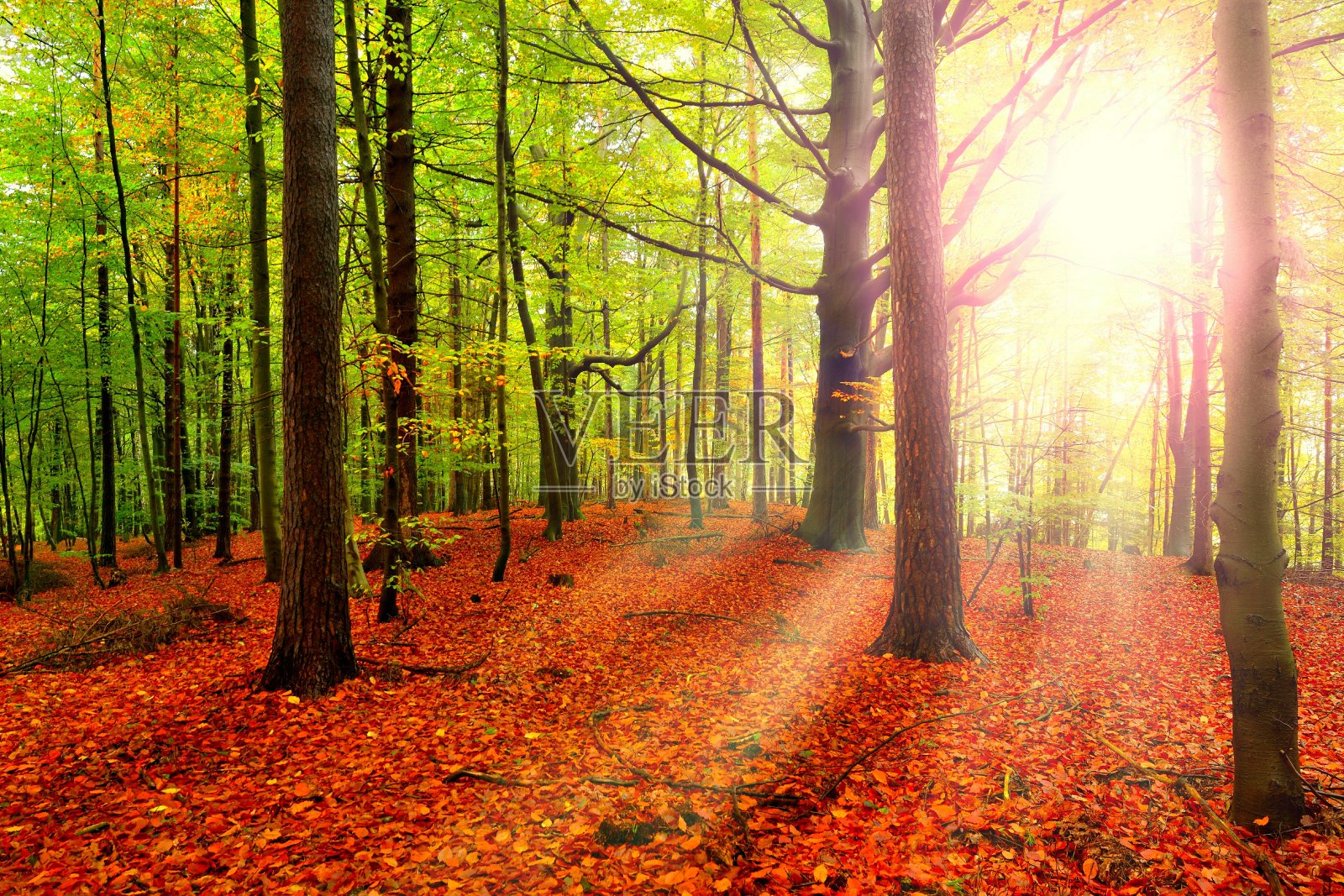 阳光明媚的秋天——山毛榉林中的美丽树木照片摄影图片