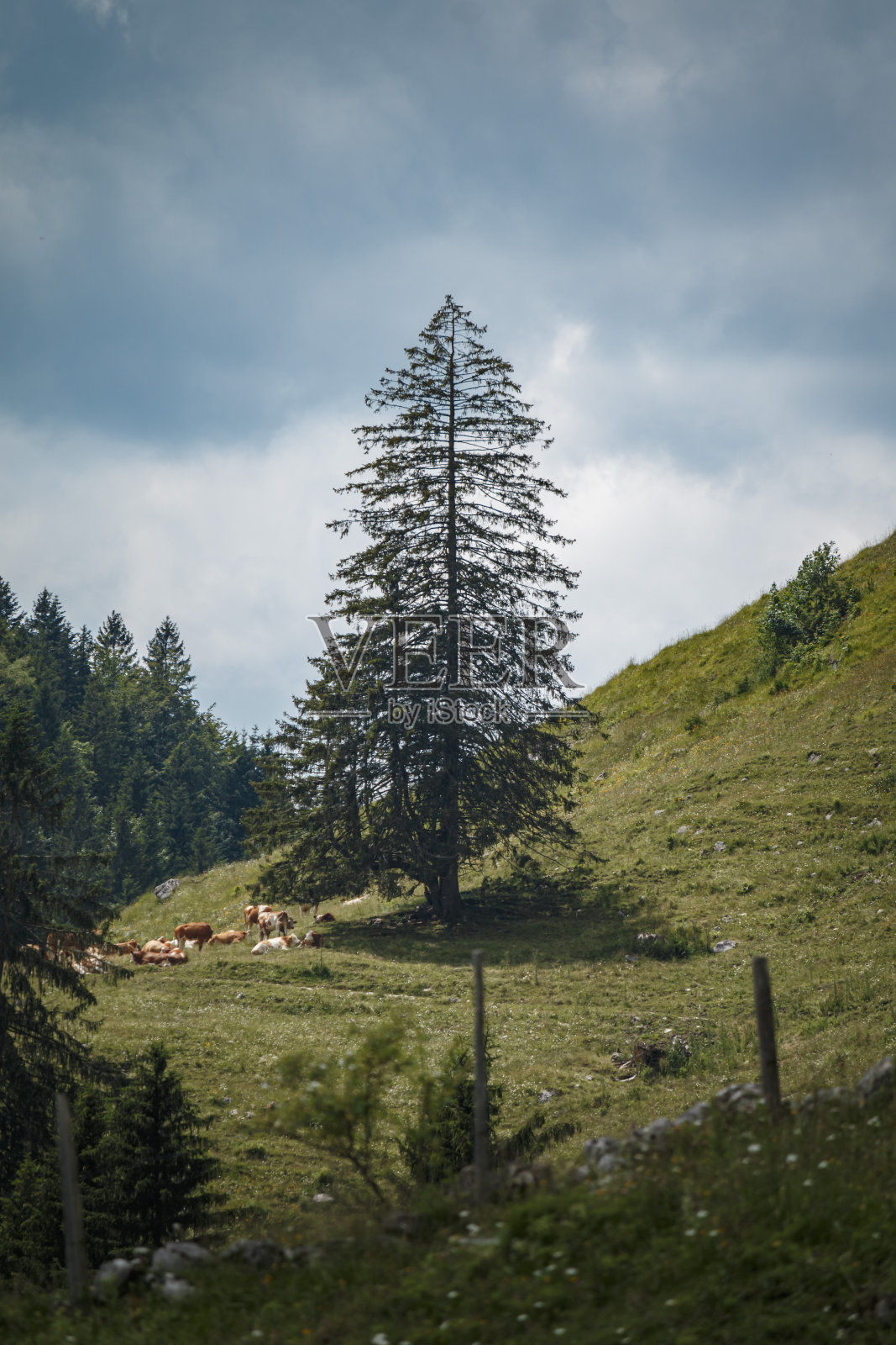 孤独的大树和牛照片摄影图片