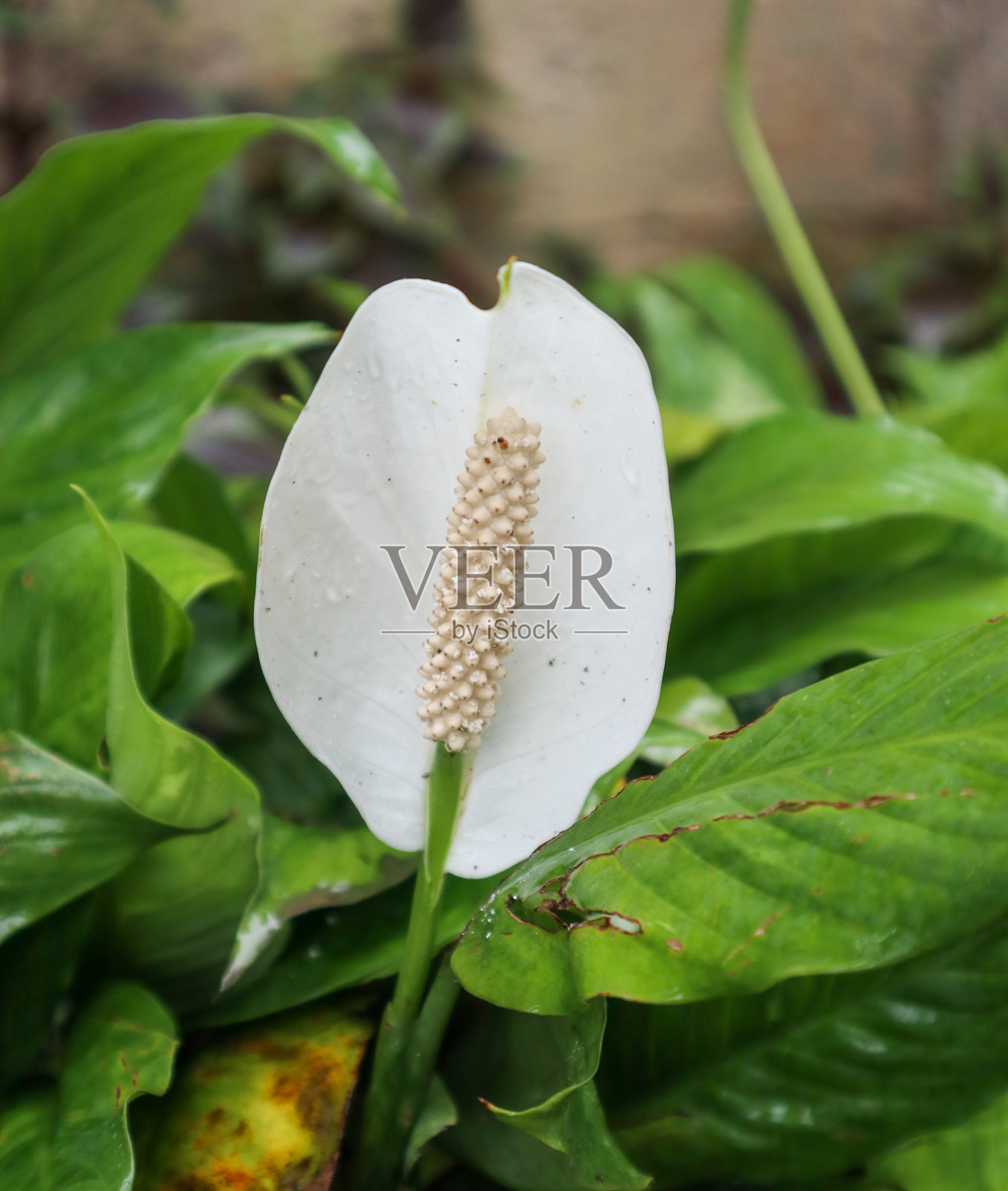 白色的花园的花照片摄影图片