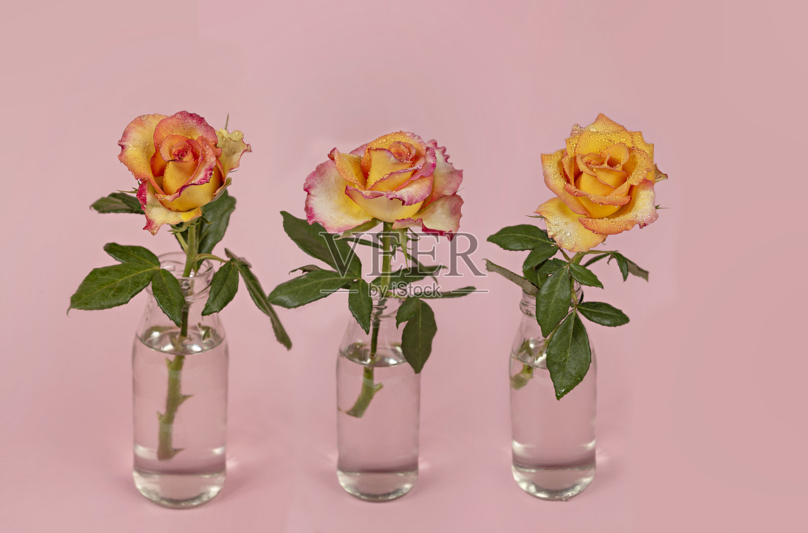 玻璃花瓶里的新鲜玫瑰花照片摄影图片