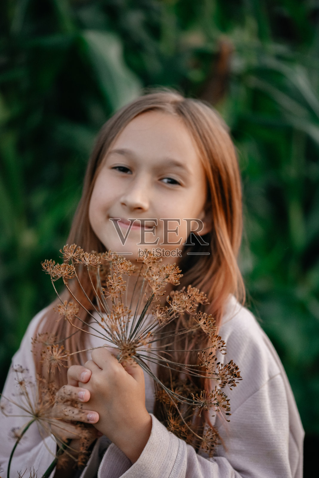 小女孩手里拿着干莳萝，在户外。照片摄影图片