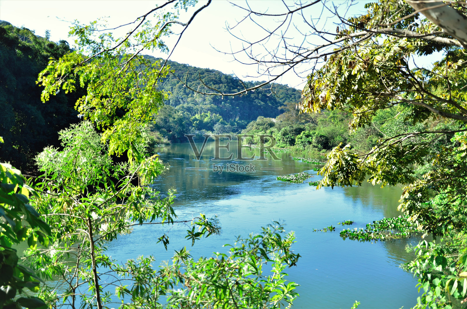 瓜拉雷马南部Paraíba河的植被和水照片摄影图片