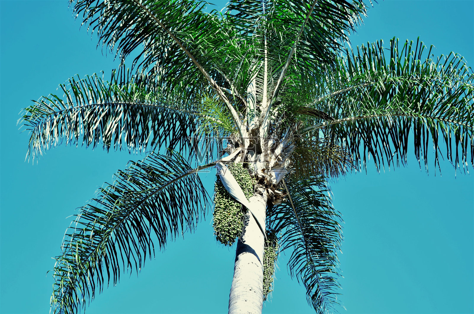 长有绿色果实的无花果树照片摄影图片