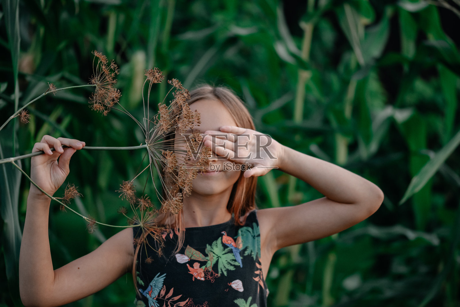 小女孩手里拿着干莳萝，在户外。照片摄影图片