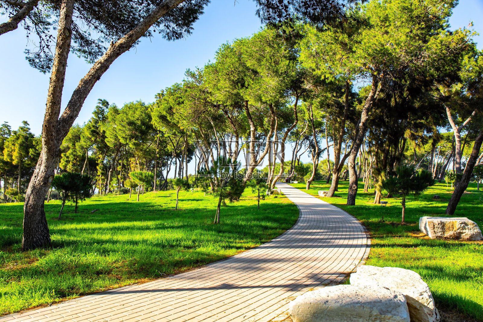 绿草地上的长长影子照片摄影图片