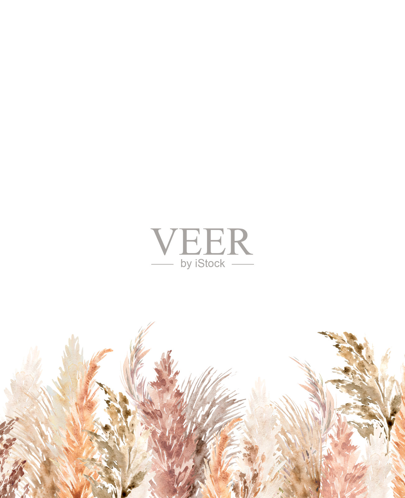 水彩潘帕斯草插图插画图片素材