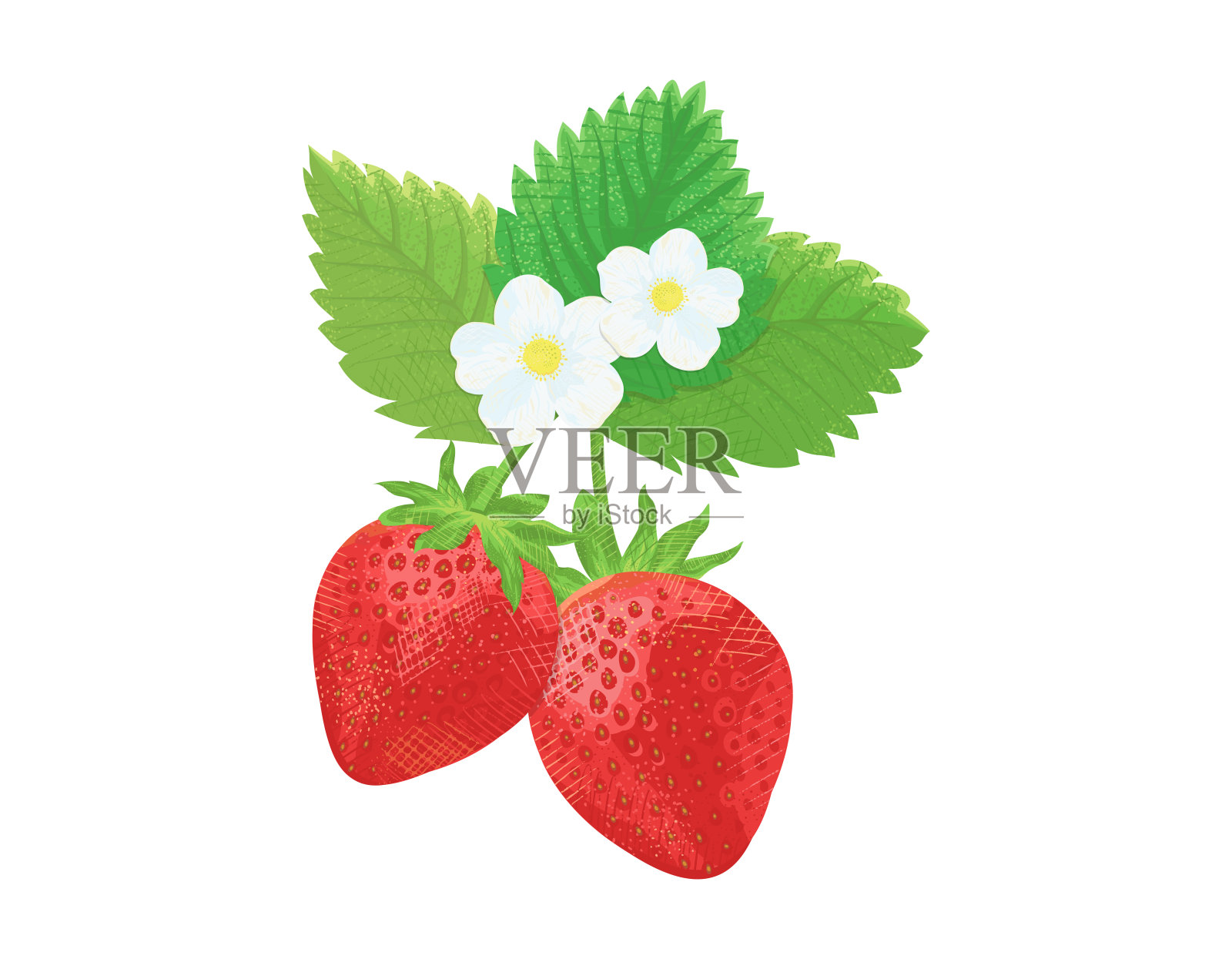 草莓，花和叶子的剪贴画，矢量插图插画图片素材