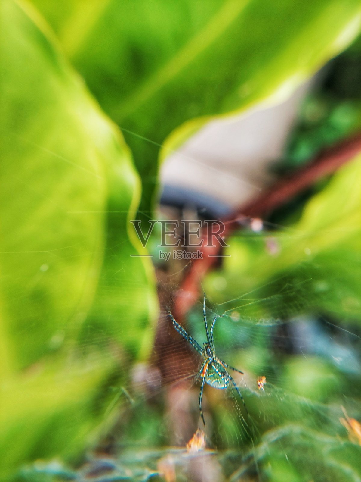用macroshot拍摄一张蜘蛛网上的蜘蛛照片摄影图片