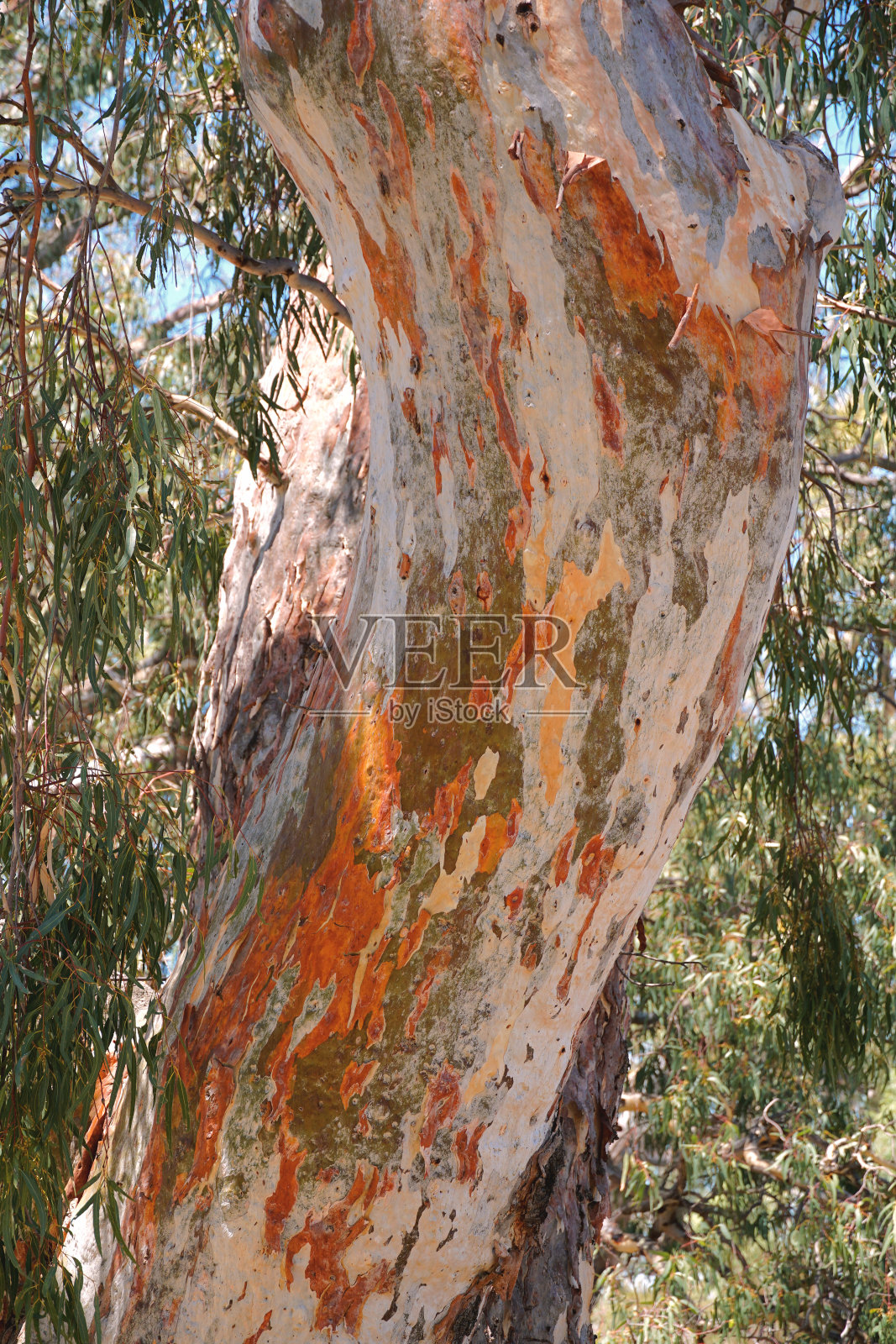 霍舍姆维多利亚,澳大利亚照片摄影图片