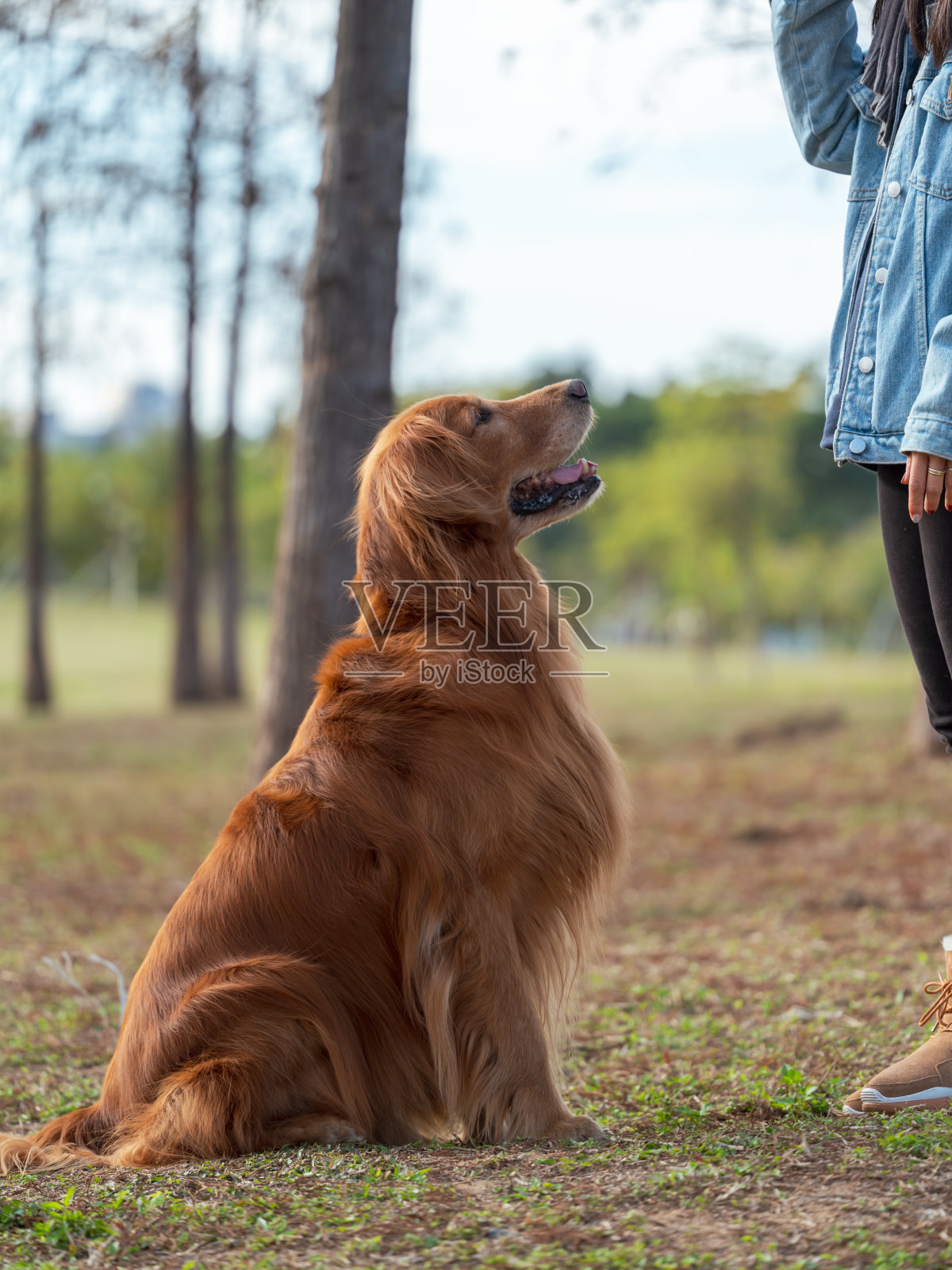 金毛寻回犬坐在草地上等待主人的命令照片摄影图片