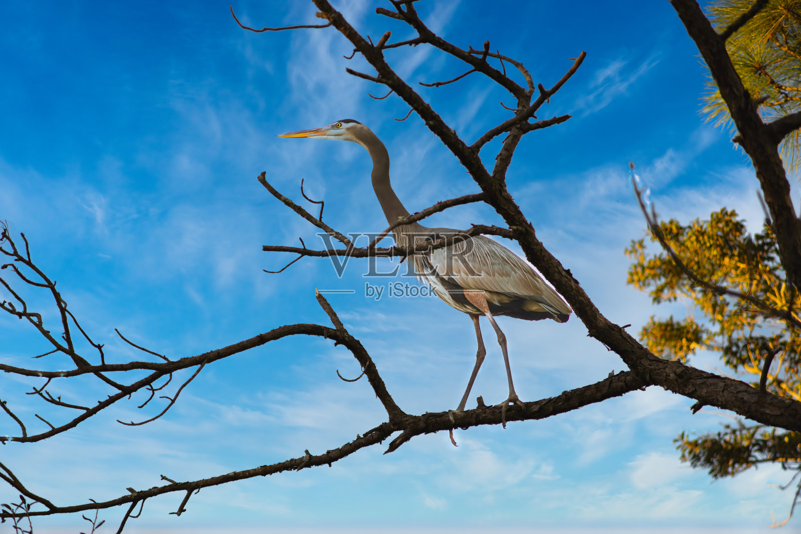 大蓝鹭照片摄影图片