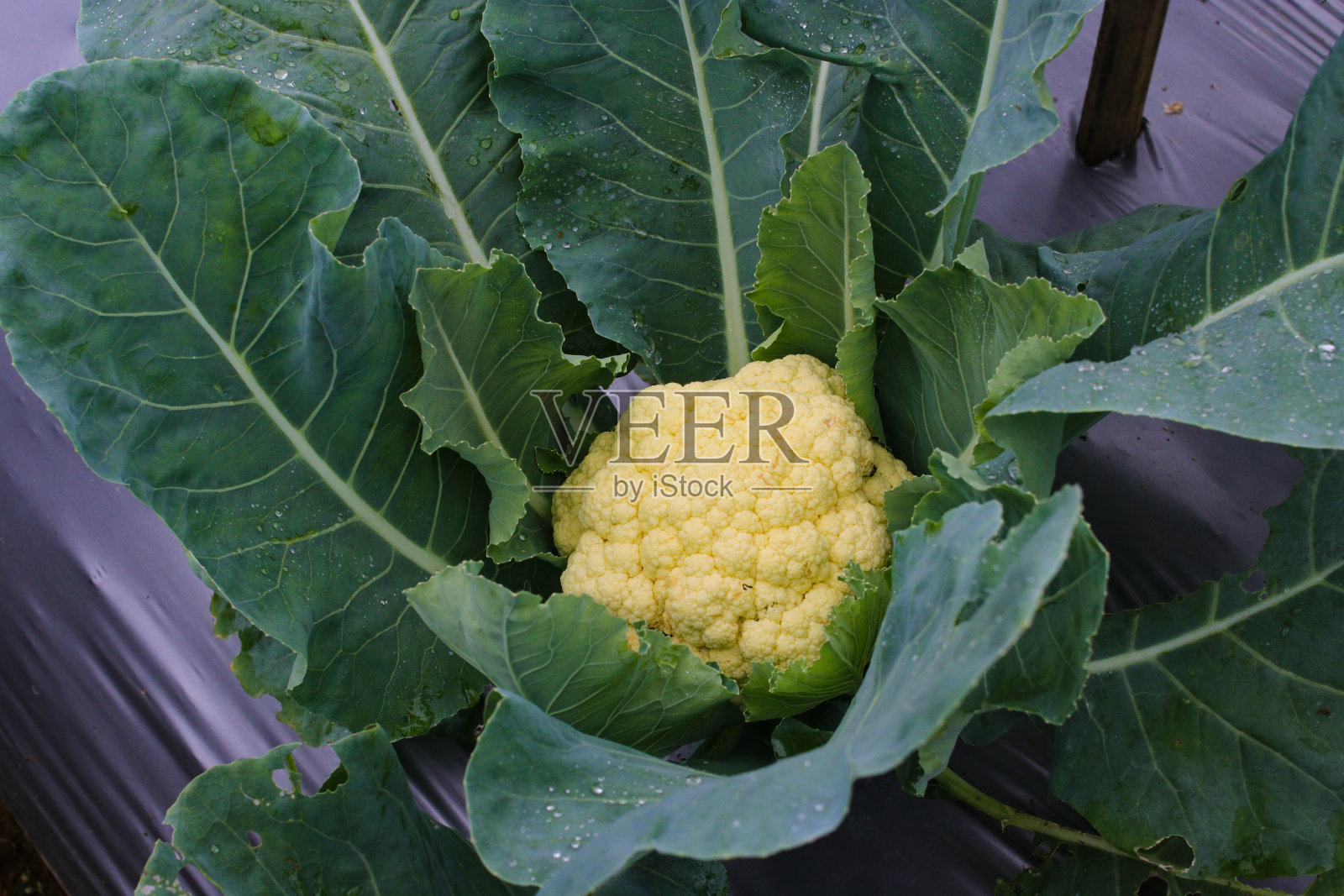 印尼当地农民在花园里种植了新鲜的有机花椰菜照片摄影图片