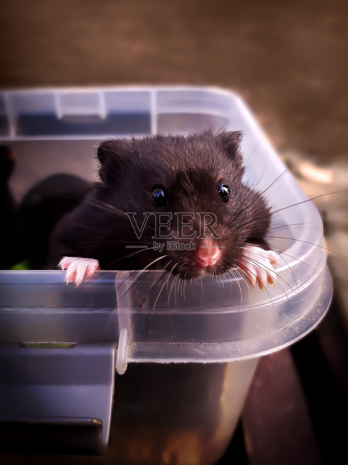 一只深棕色的djungary仓鼠从一个塑料盒子里向外张望。照片摄影图片