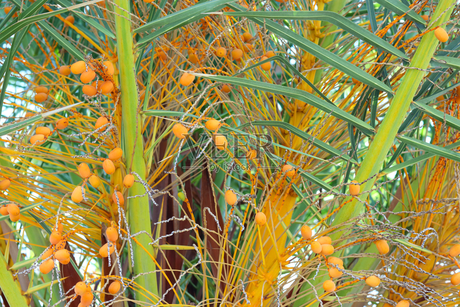 枣树上成熟的果实。枣椰树与水果接近。照片摄影图片