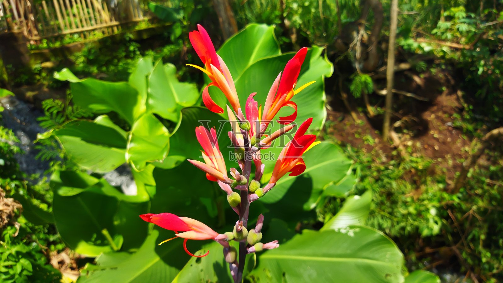 美丽的红色美人蕉花照片摄影图片