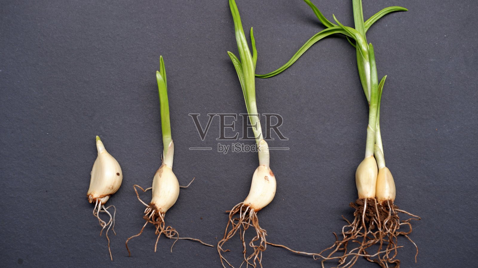 大蒜幼苗照片摄影图片