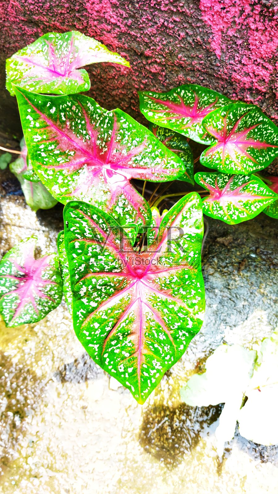 漂亮的彩色芋头观赏植物在阳台上的房子照片摄影图片