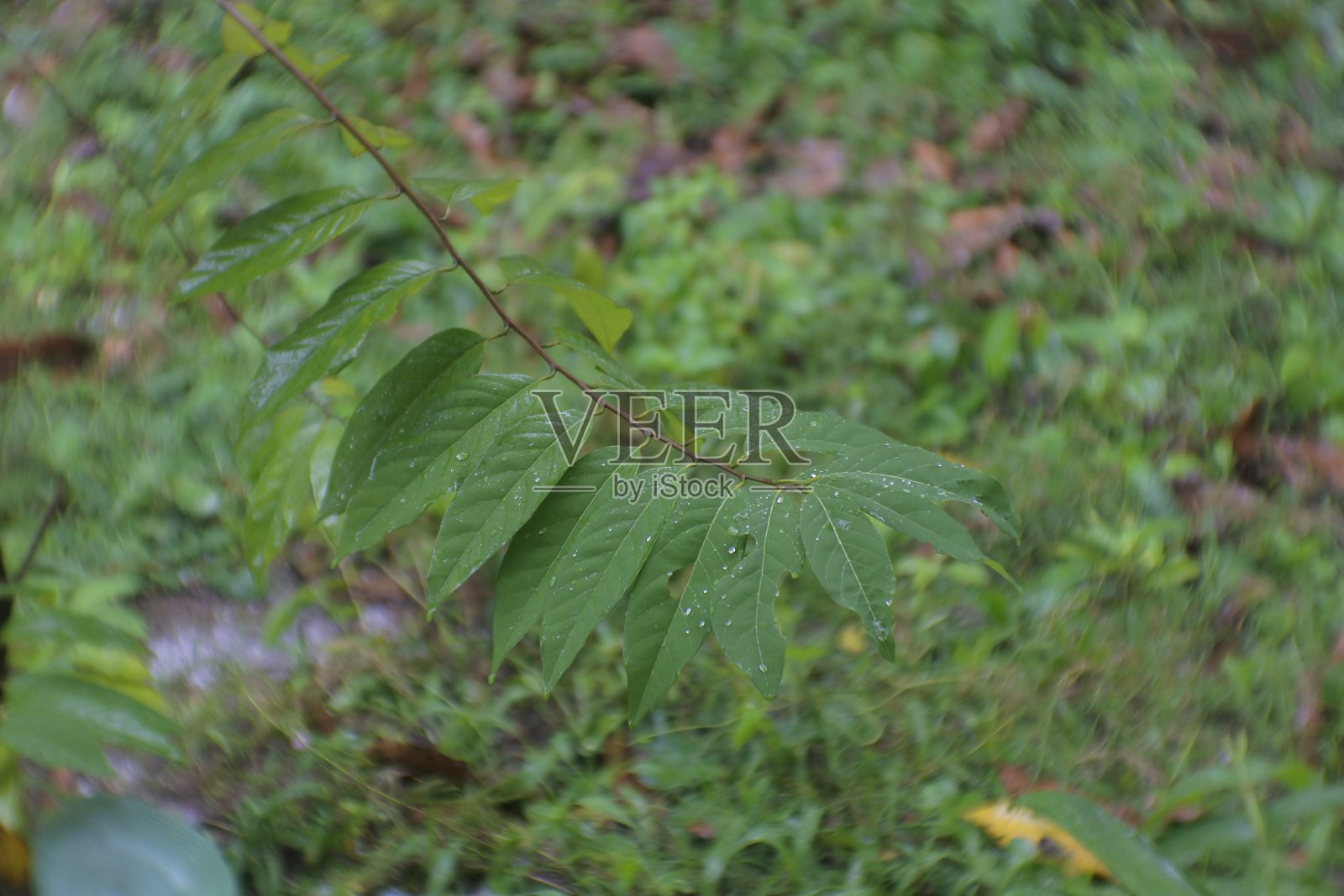 雨滴落在树叶上。潮湿的季节。照片摄影图片