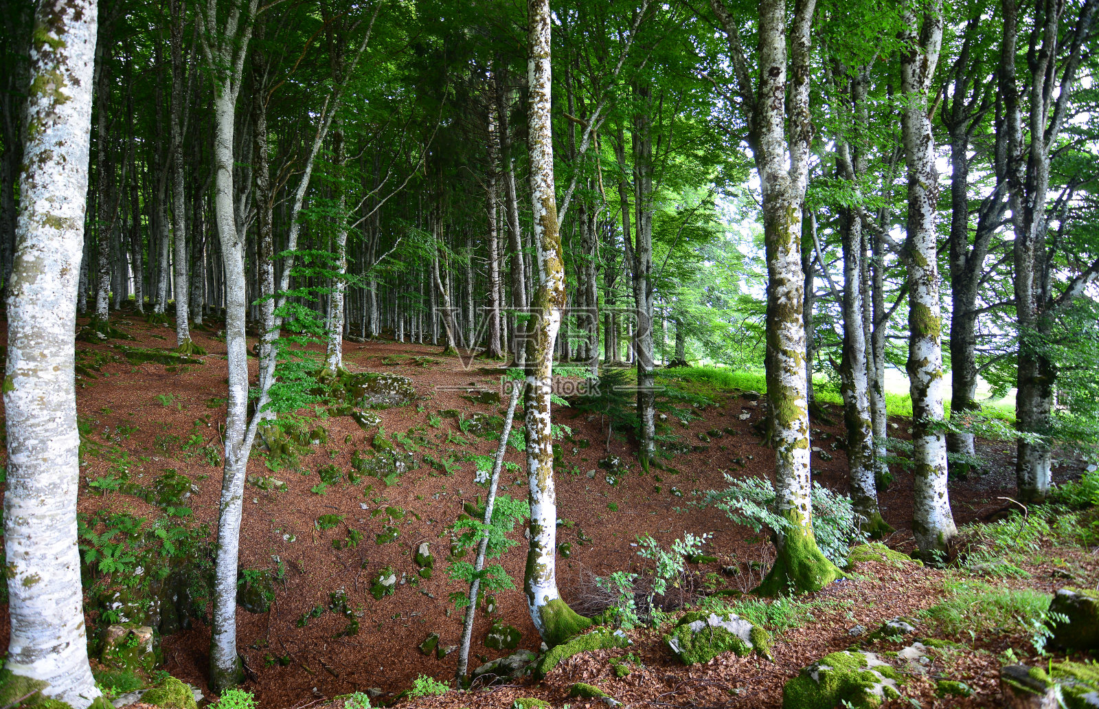 春天美丽的森林，阳光从高高的树梢照射进来照片摄影图片
