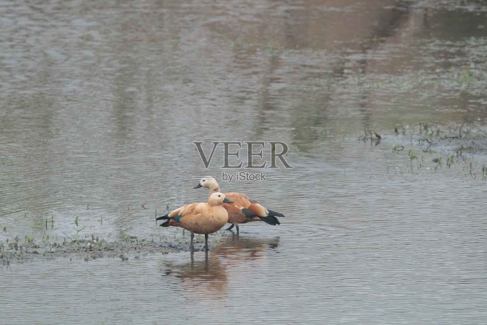 鸭子照片摄影图片
