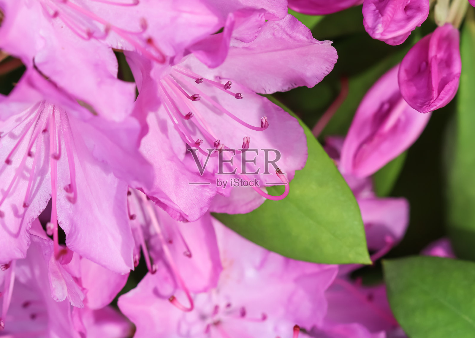 粉红色的杜鹃花花瓣。花的背景照片摄影图片