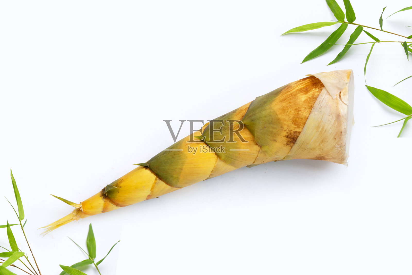 白色背景上的竹笋。照片摄影图片