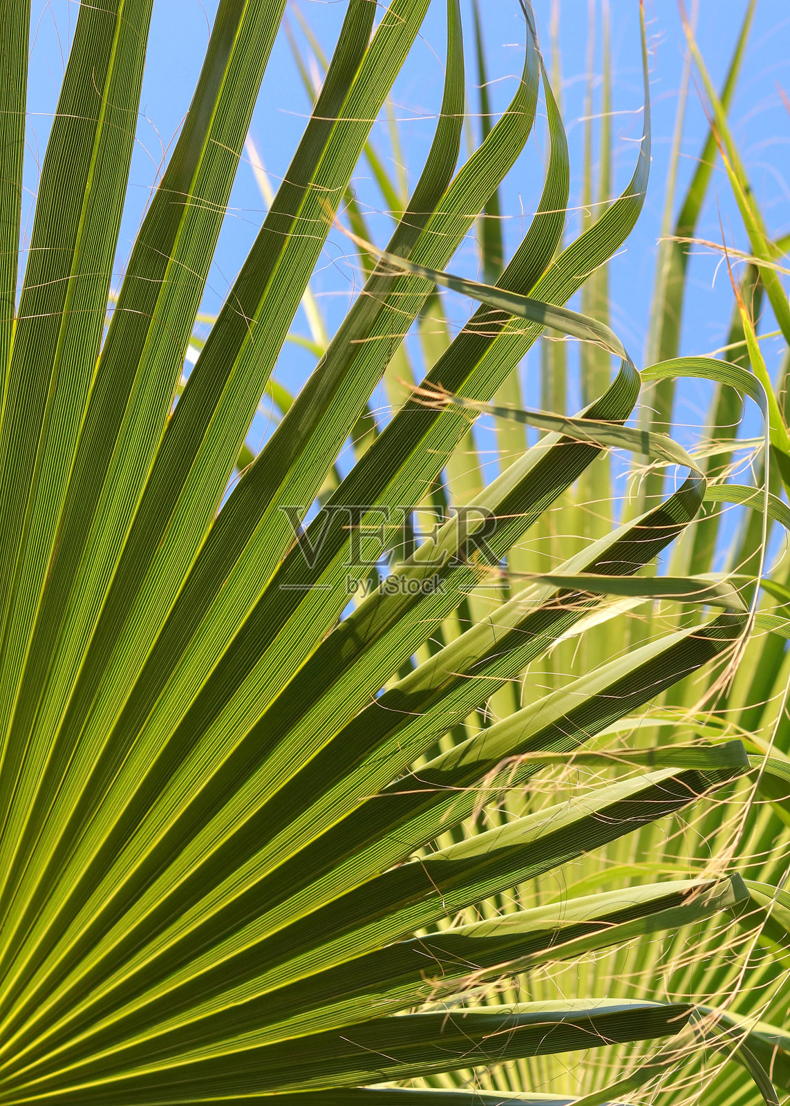 土耳其的棕榈树。背景来自热带树木。棕榈树映衬着蓝天。碧绿的枝叶映衬着蔚蓝的天空照片摄影图片