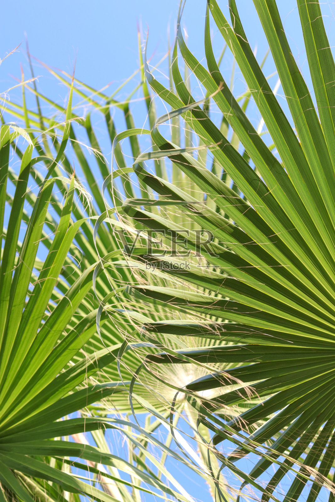 土耳其的棕榈树。背景来自热带树木。棕榈树映衬着蓝天。碧绿的枝叶映衬着蔚蓝的天空照片摄影图片