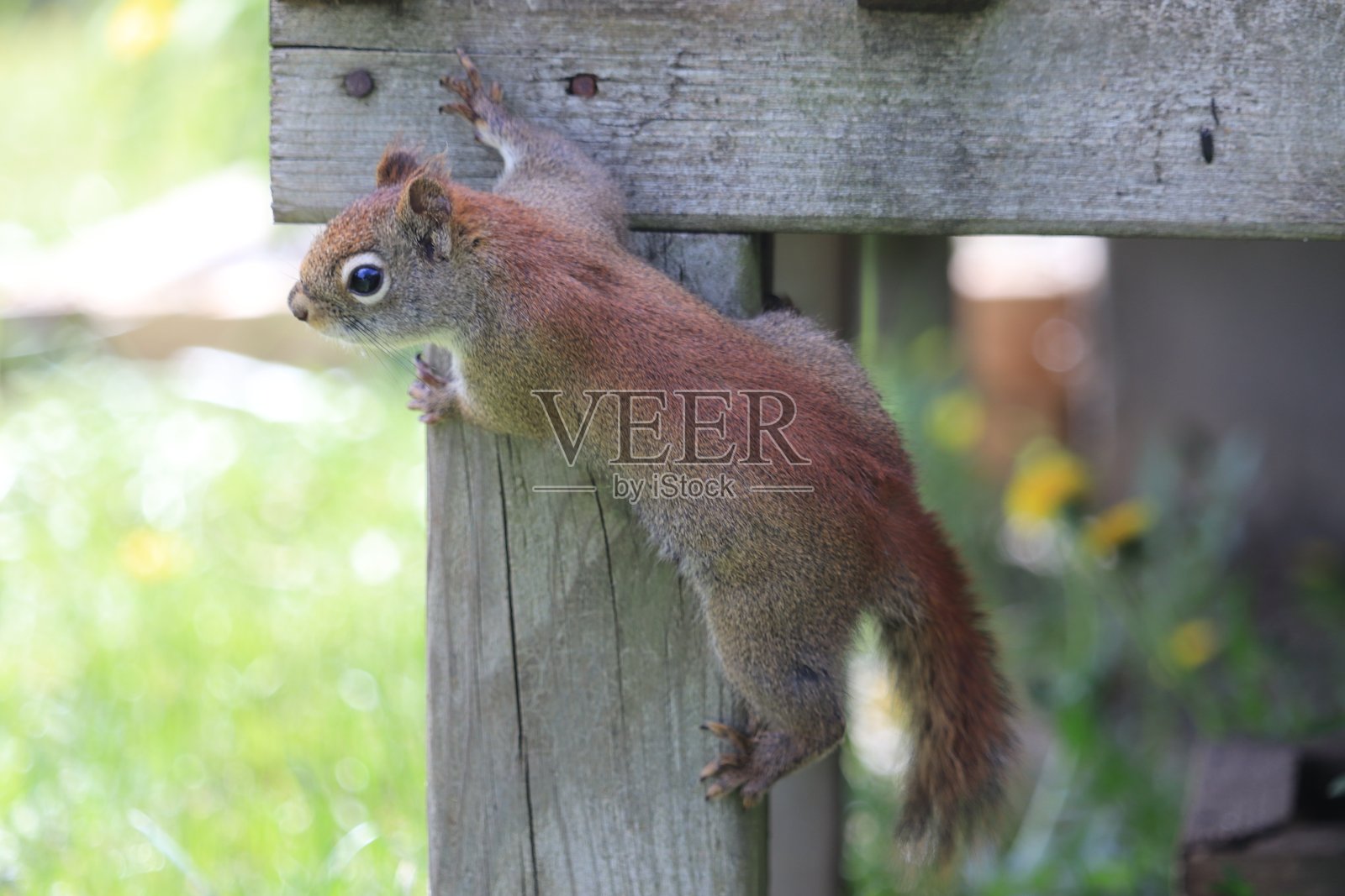 红松鼠照片摄影图片