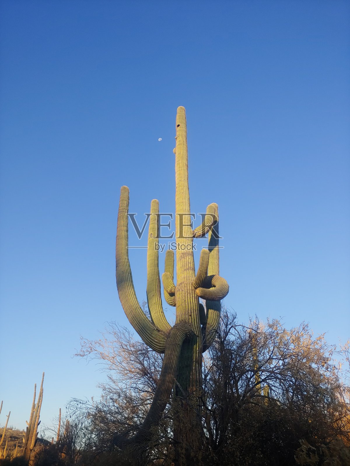 仙人掌照片摄影图片