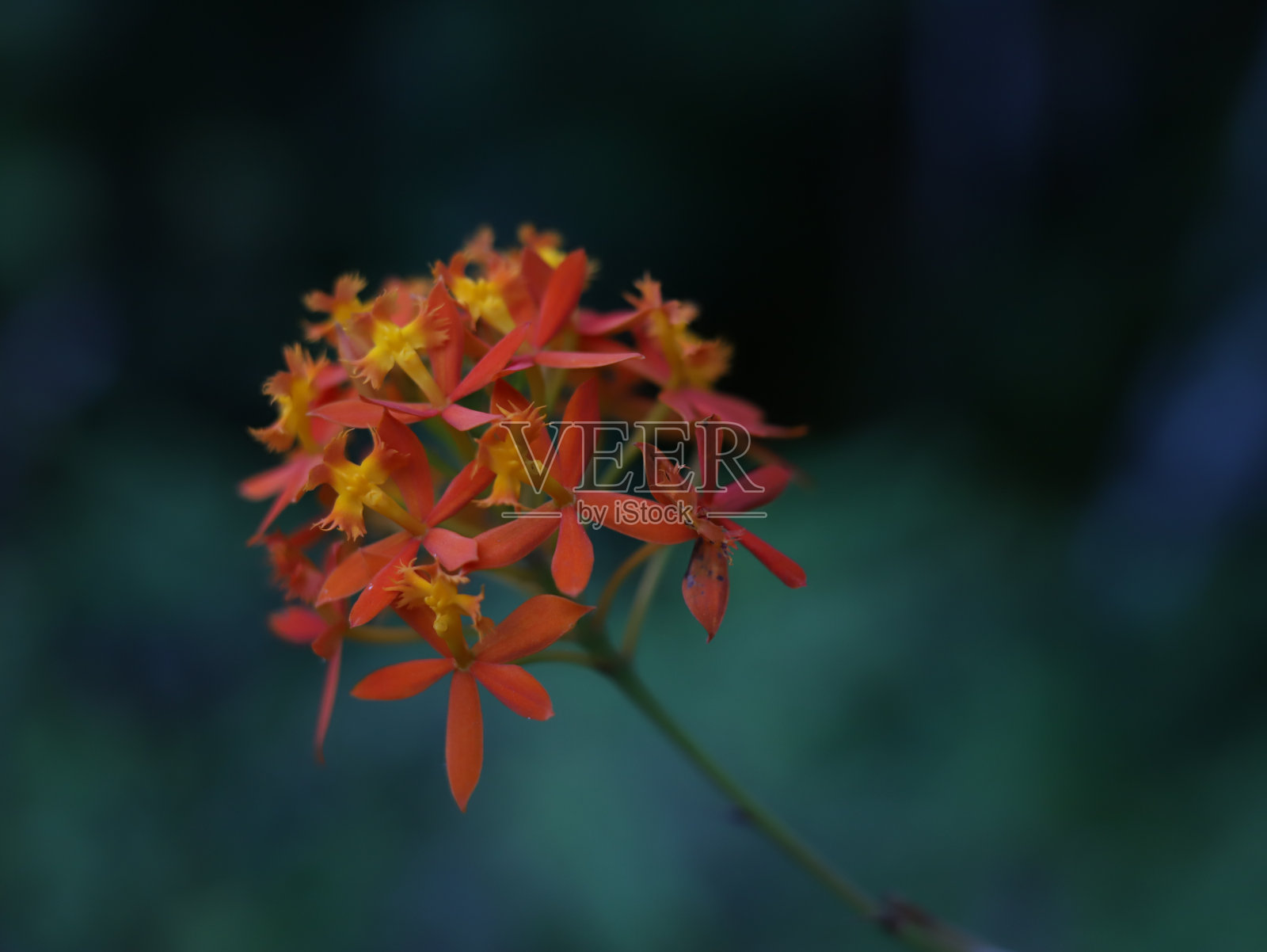 宏观的花照片摄影图片