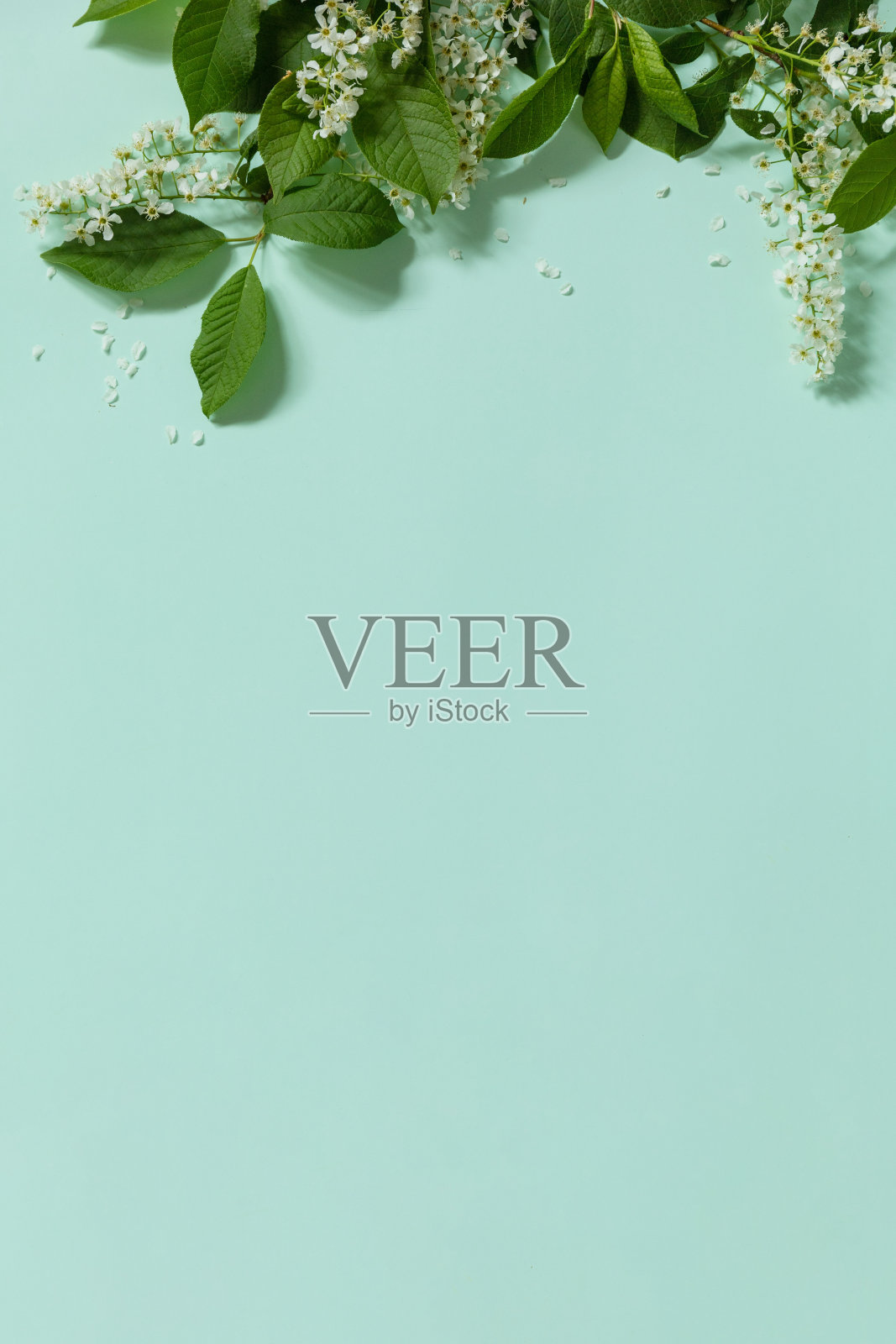 春天的花。在浅绿色的背景上有绿色叶子的樱花。俯视图平躺。副本的空间。照片摄影图片