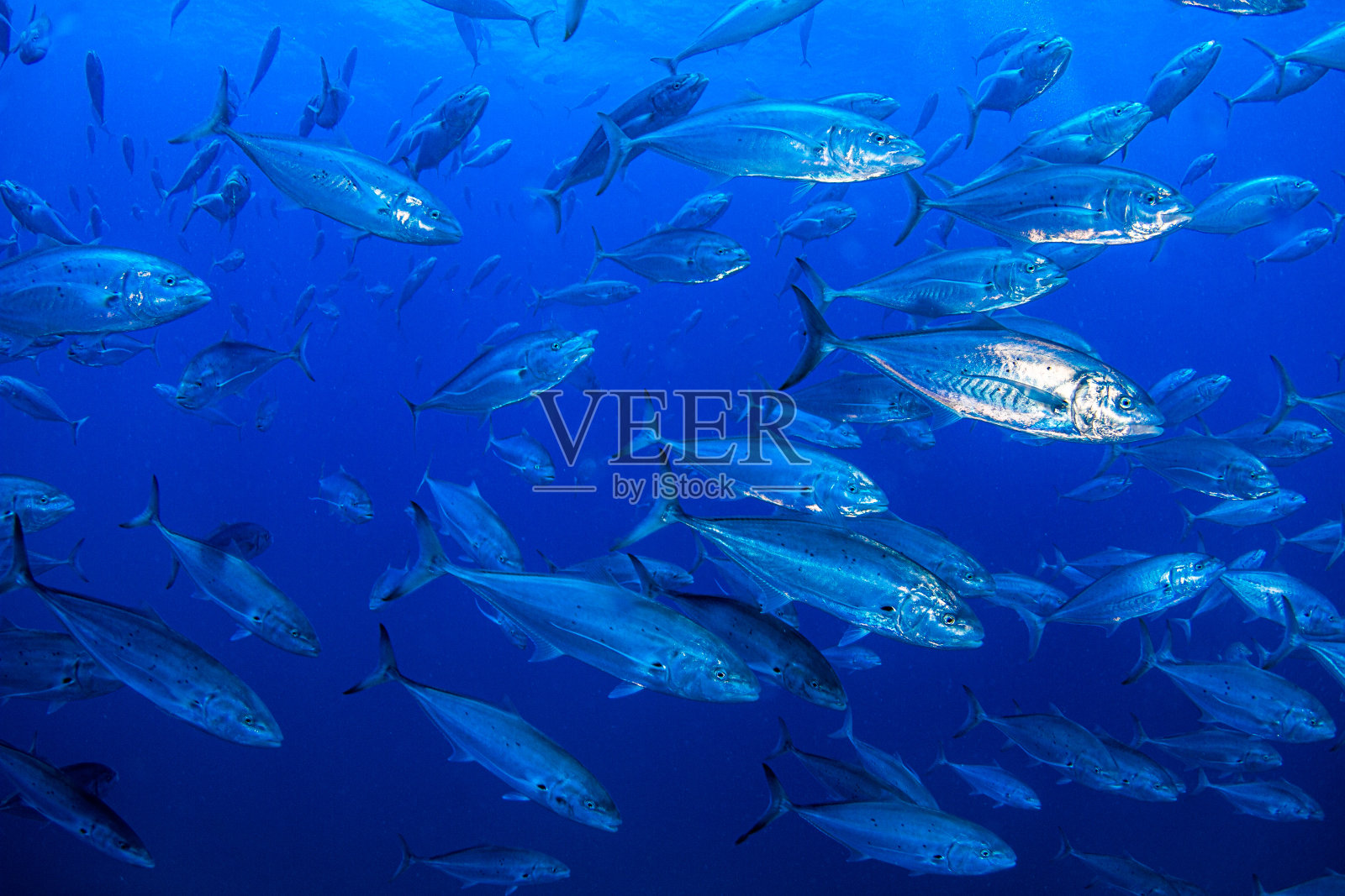 卫队Yongala照片摄影图片