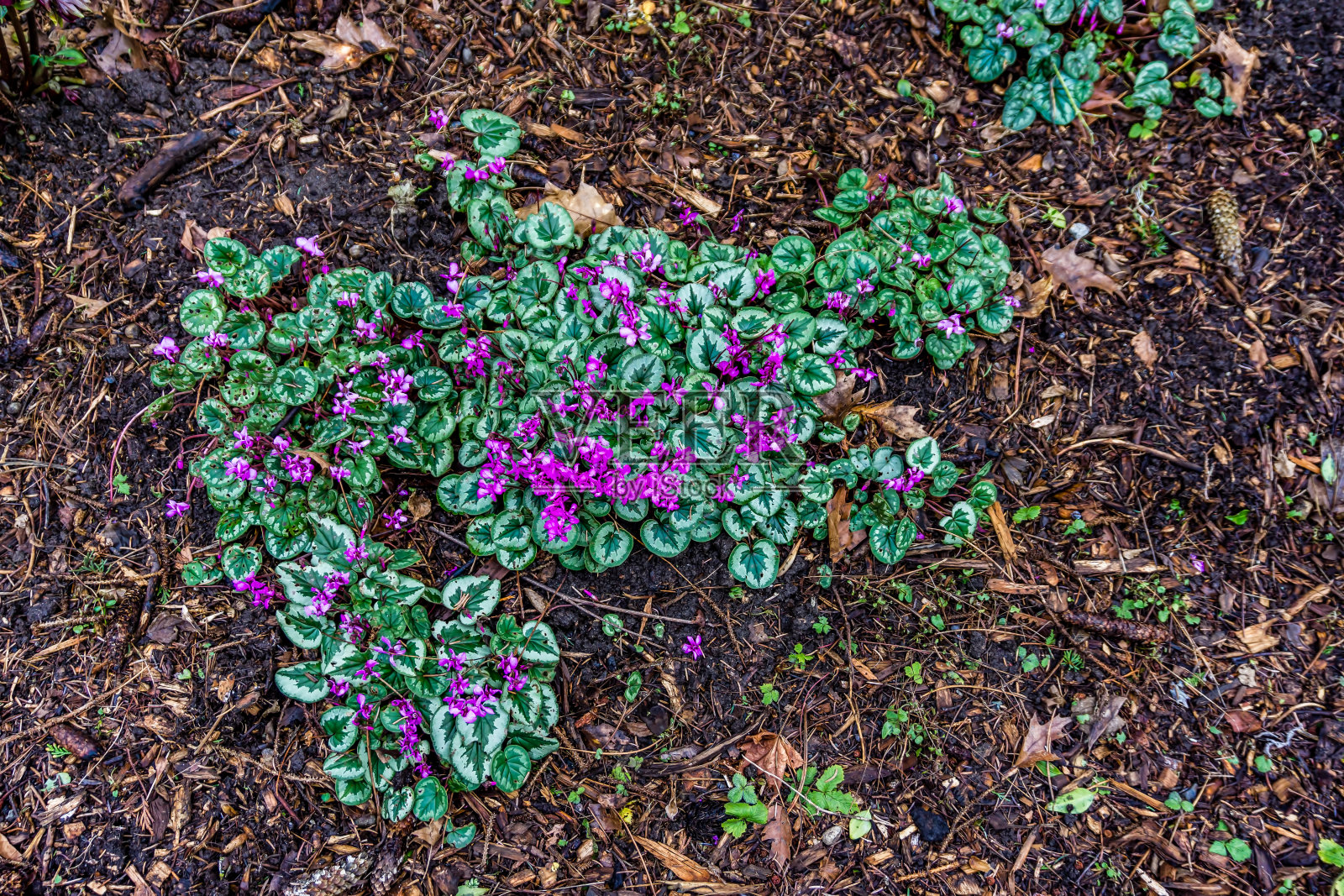 早春的花照片摄影图片